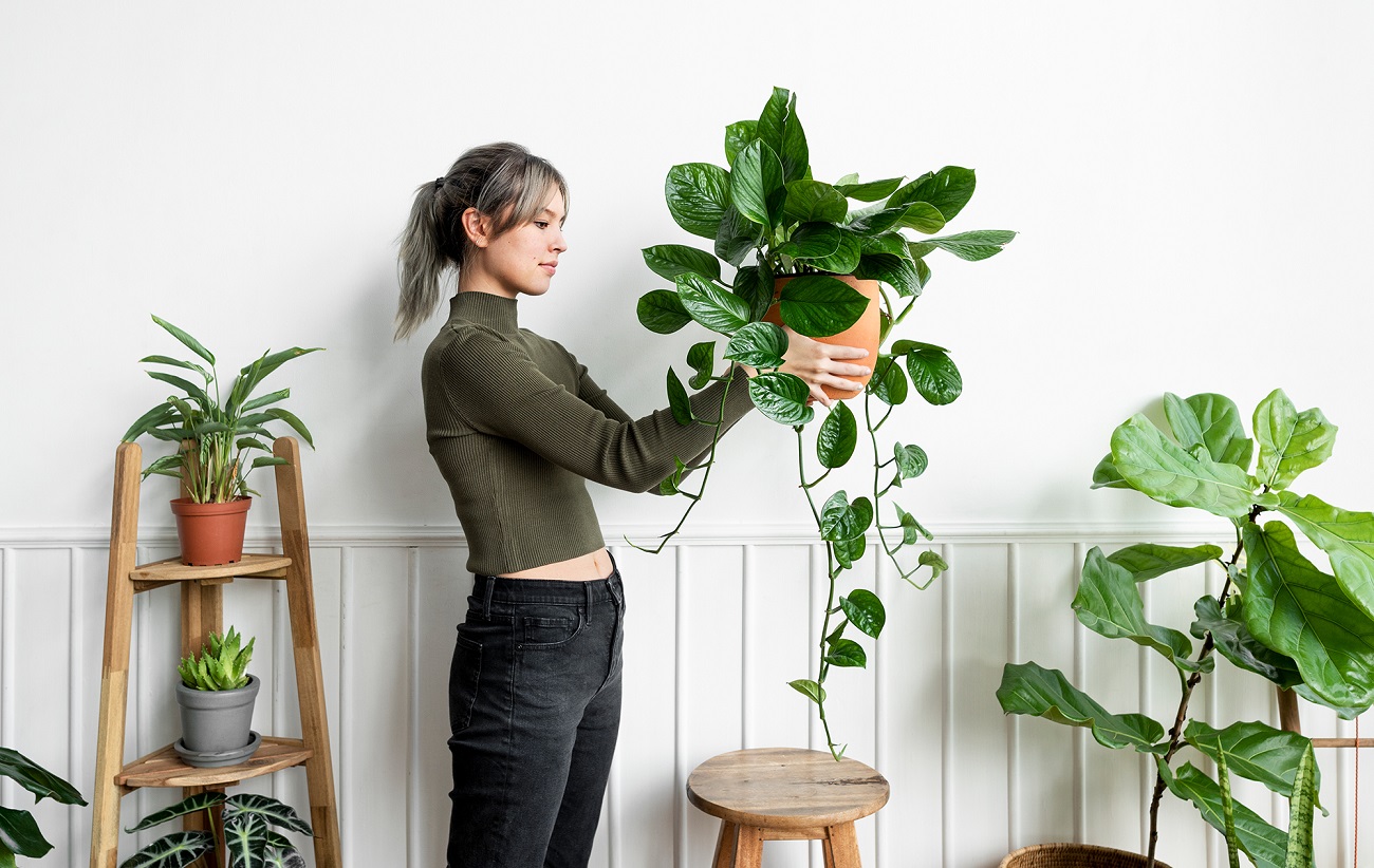 Кімнатні рослини активно підуть в ріст з цими краплями (інструкція)